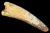 Spinosaurus Tooth - Real Dinosaur Tooth #176628-1
